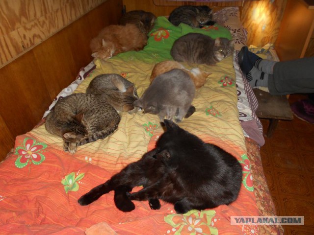 Жизнь домашнего приюта для котеек 108