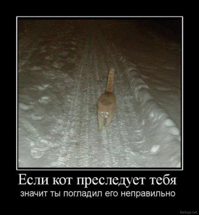 Демы к котовторнику!