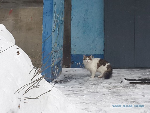 Кошки, которых я встретил на своем пути:)