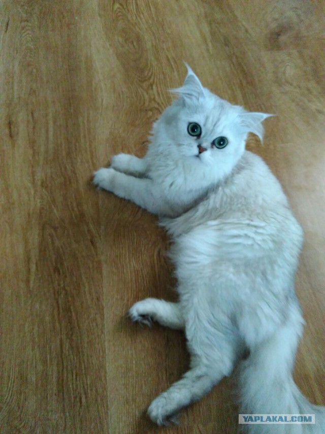 Котовторник 07.06.2016