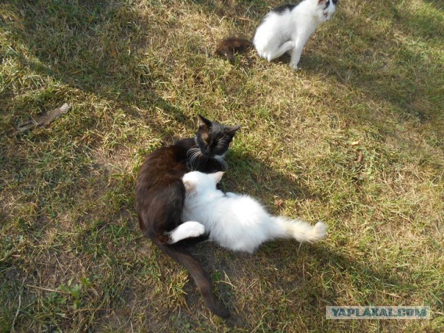 Жизнь домашнего приюта для котеек 133