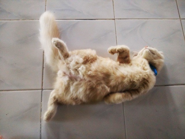 Коты из сети