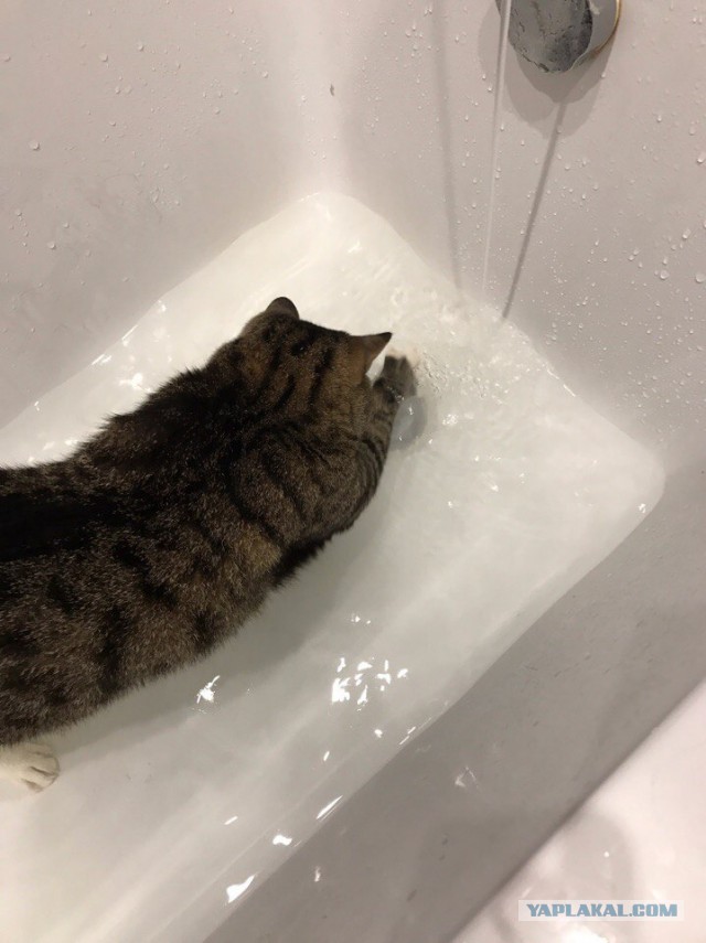 Котовторник  14.02.2017