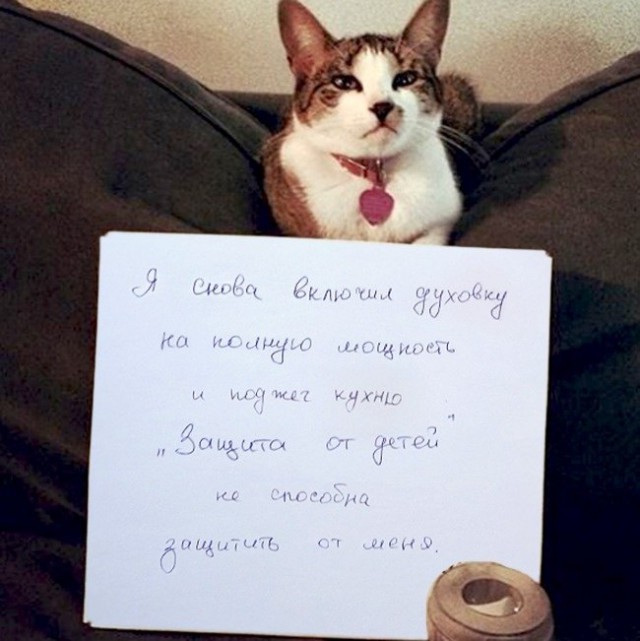 Коты из сети
