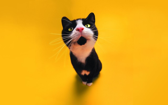 Коты и Кошки