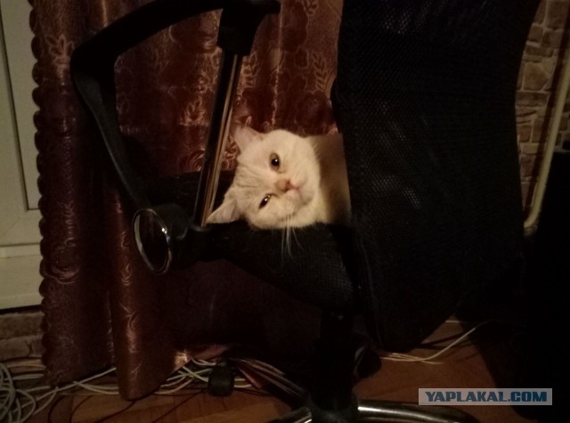 Котовторник 07.03.2017