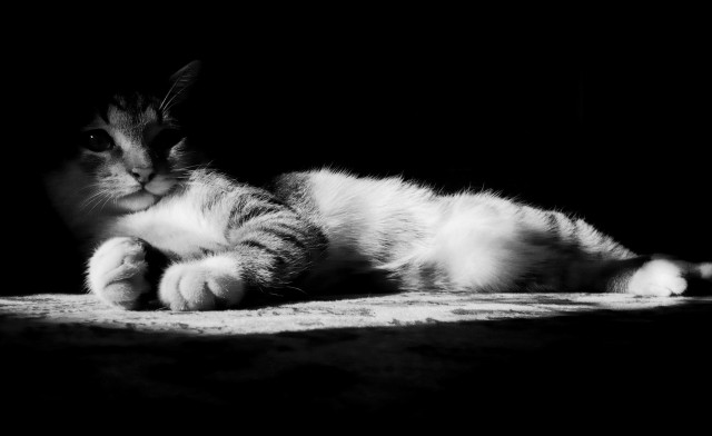 Коты и Кошки