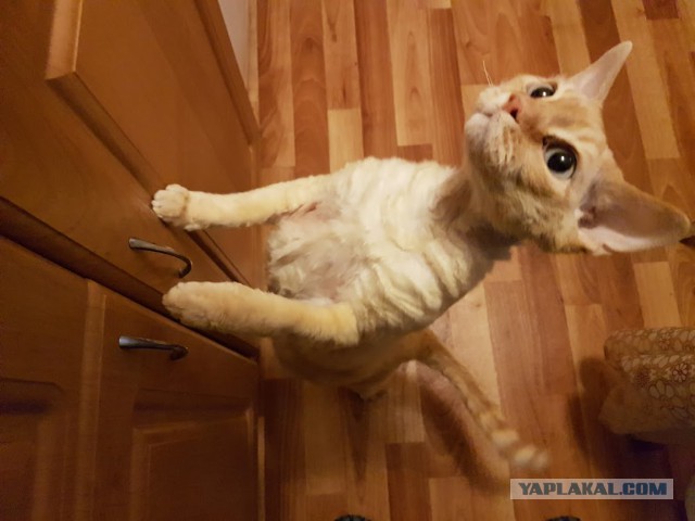 Котовторник 14.03.2017