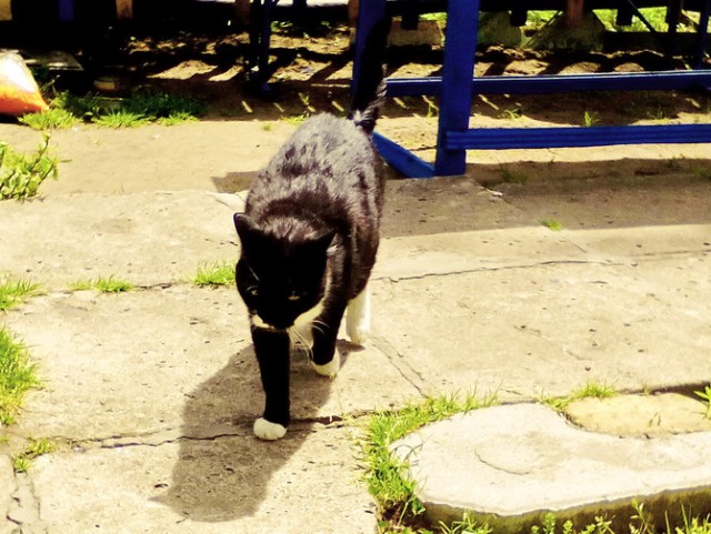 Котовторник 11/04/2017