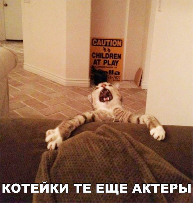 Коты и Кошки