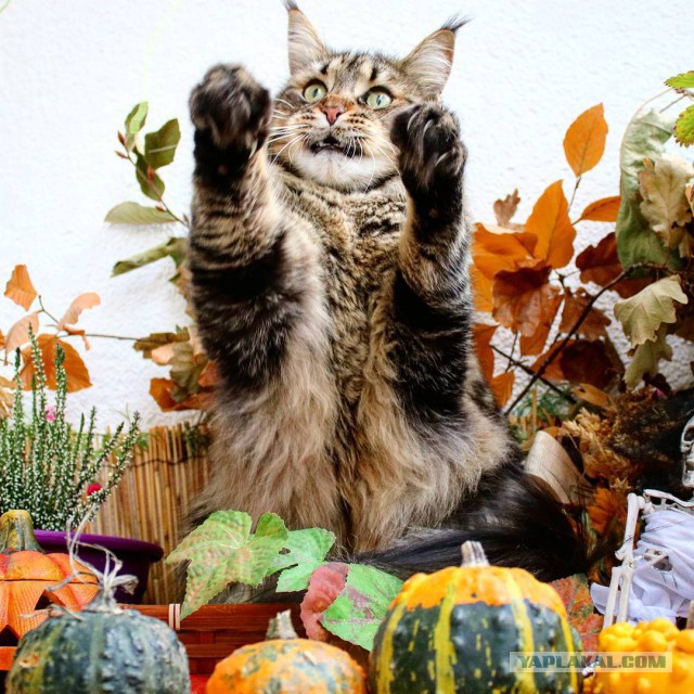 Котовторник  10.10.2017