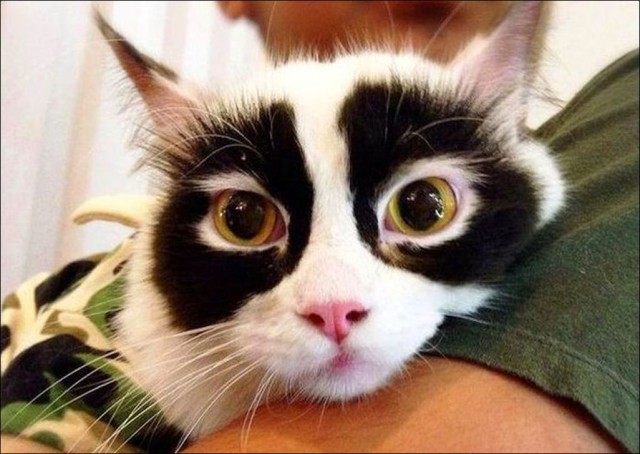 Коты и Кошки
