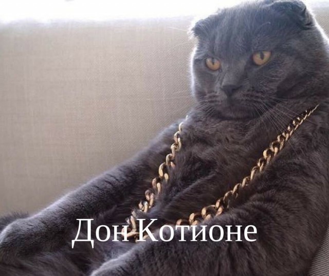 Коты и Кошки