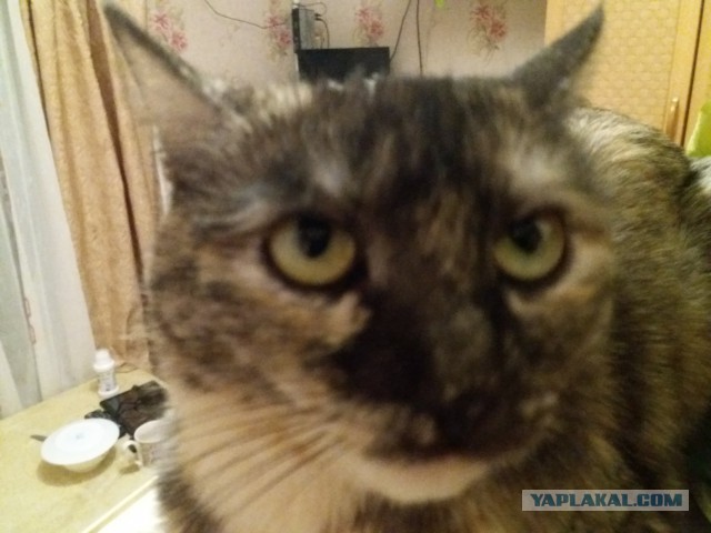 Котовторник 20.02.18