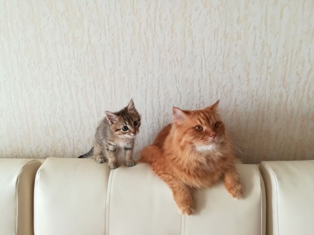 Живность из сети