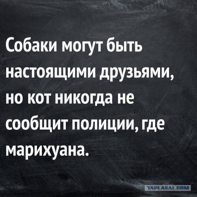 Юмор не для всех