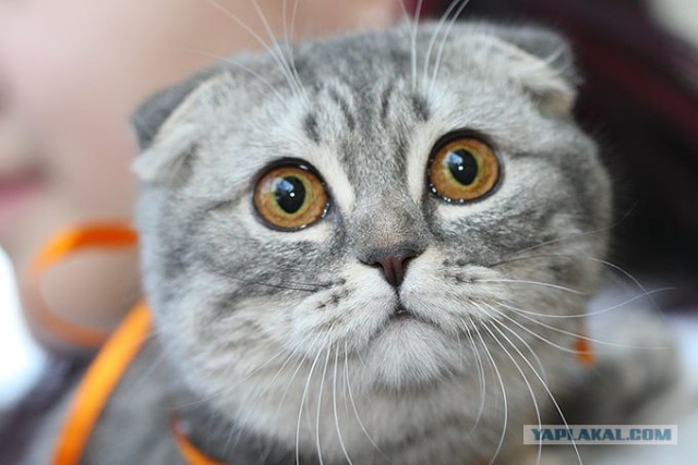 Котовторник на ЯПлакалъ