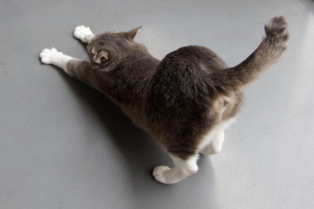 Котейкин вторник! Космический 12.04!