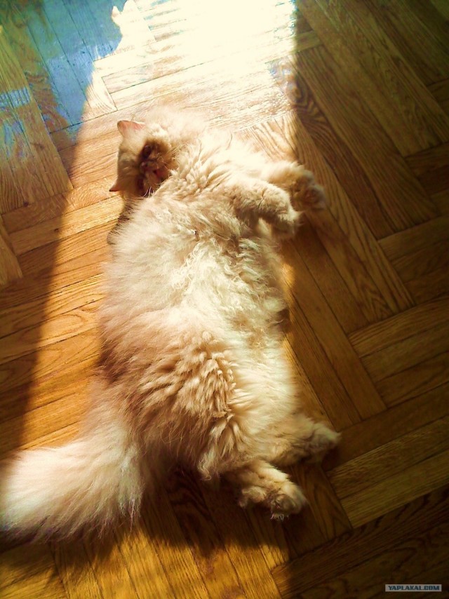 Котовторник на середину июня
