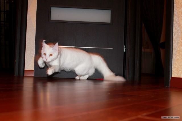 Сонный Котовторник