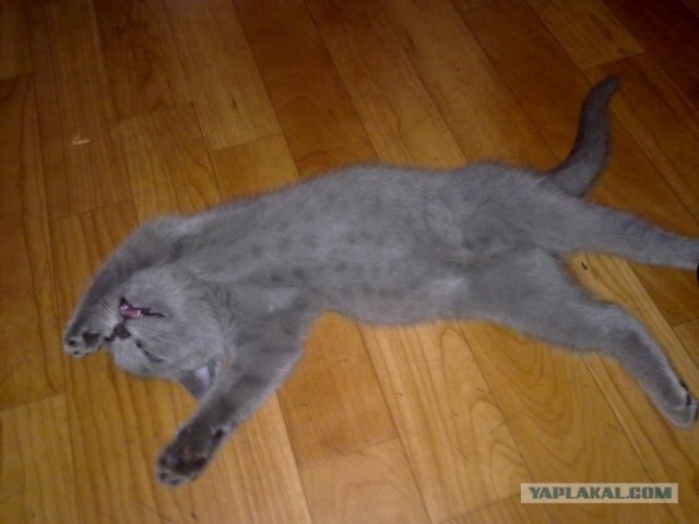 С котовторником !