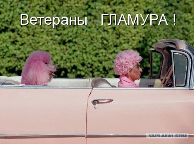 Типичный офис в собачьих мордах