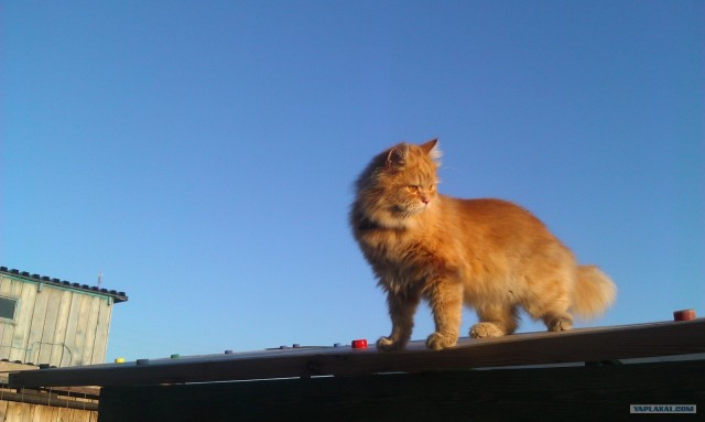 Котовторник (07.02.2012)
