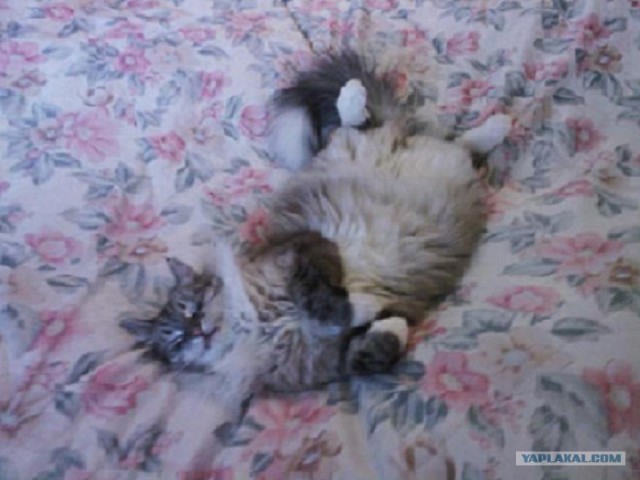 Котовторник 27.03.2012