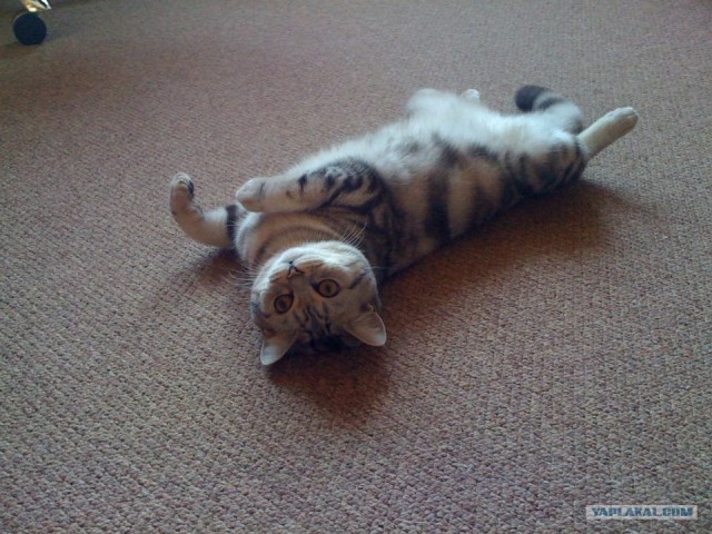 Котовторник 24.04.2012