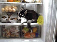 Я буду здесь жить!