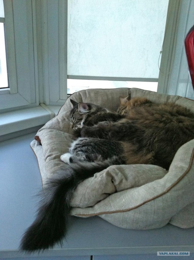 Котовторник  19.06.2012