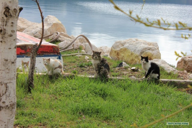 Котовторник 03 07 2012