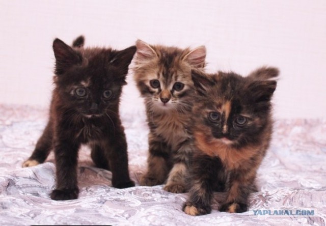 Котовторник 31.07.2012 г.