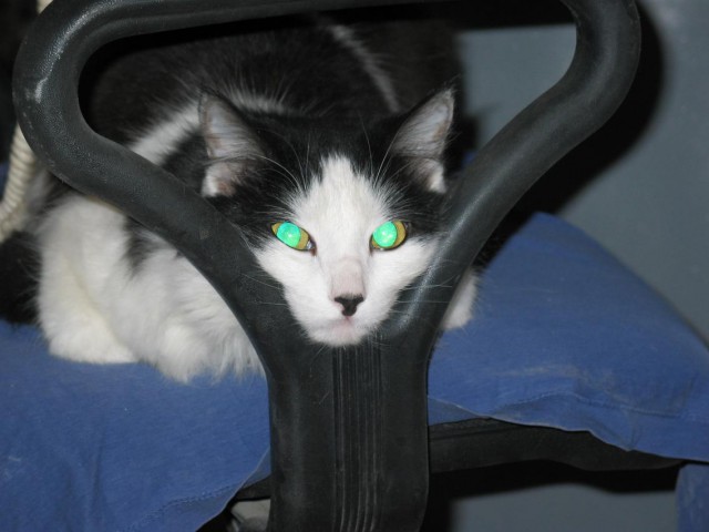 Котовторник 26.02.2019