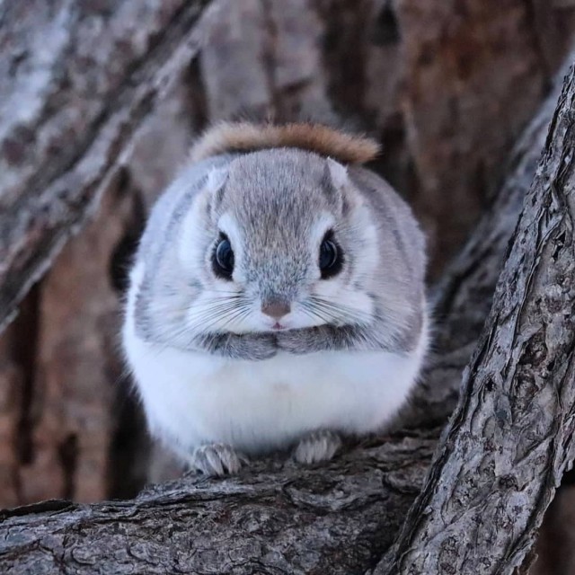 Живность из сети