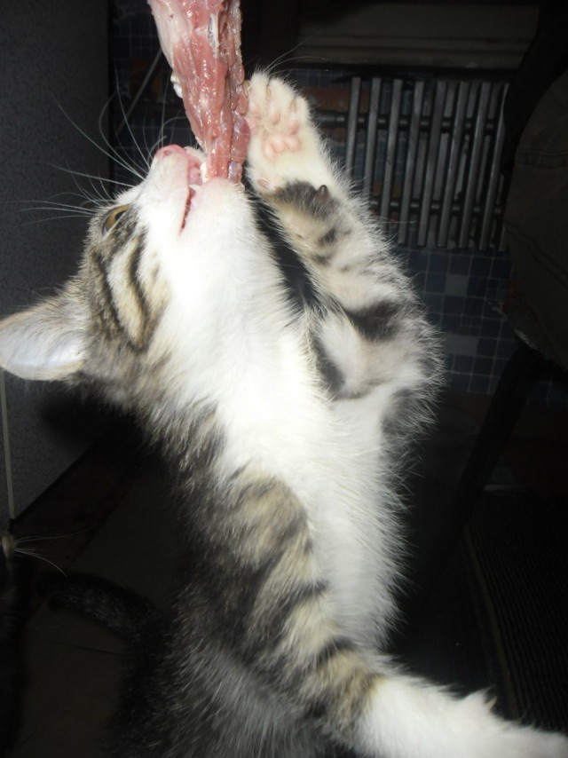 Котовторник! начнем? 04.06.19