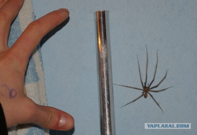 Неожиданность с пауком