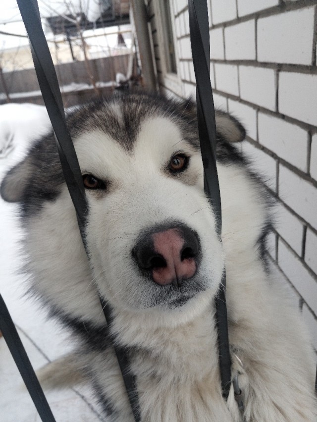 Живность из сети