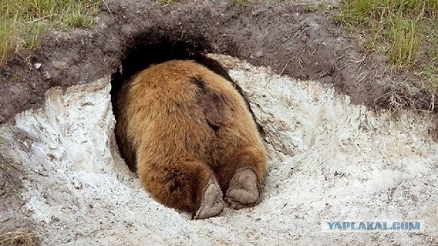 Дмитрию Медведеву нашли офис в «доме с ракушками» в районе Арбата