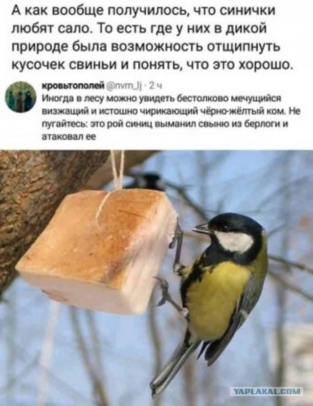 Бредзона 27.01.2020