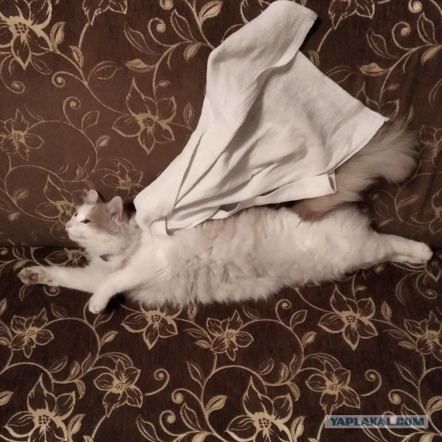 Кошка, вытащившая счастливый билет