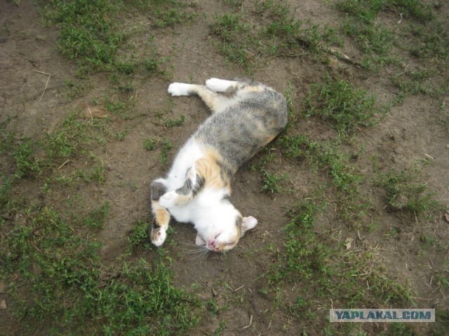 Жизнь домашнего приюта для котеек 305
