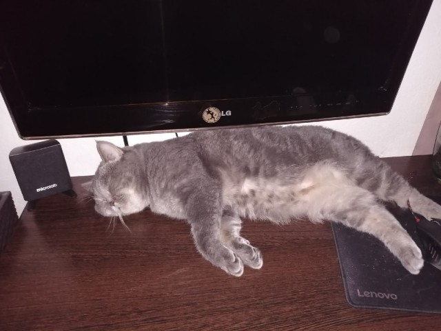 Эти забавные животные