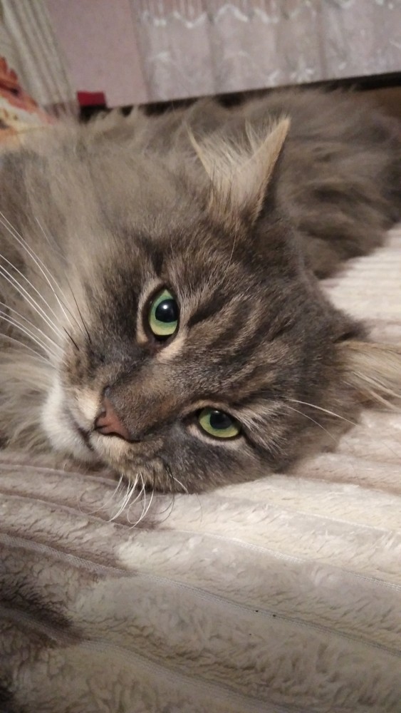 Котовторнику быть!