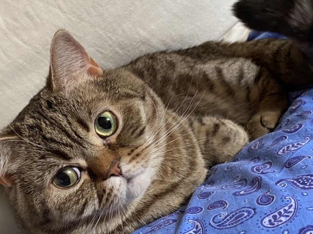 Даешь котовторник!