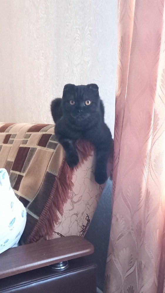 А котовторник уже начался?