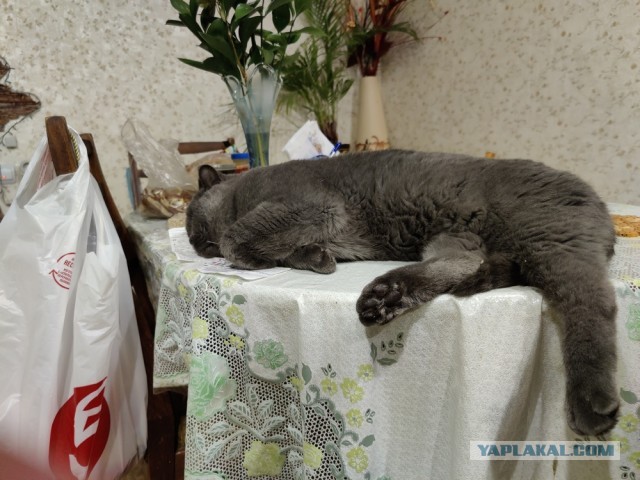 Хоба! Котовторник!