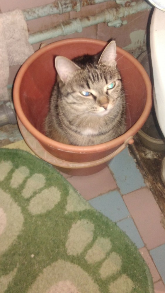 Котовторник. Поговорим о кличках, друзья