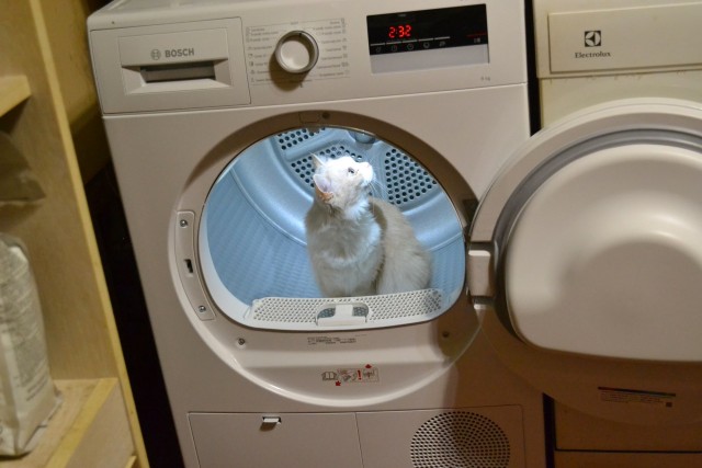 Котовторник так котовторник