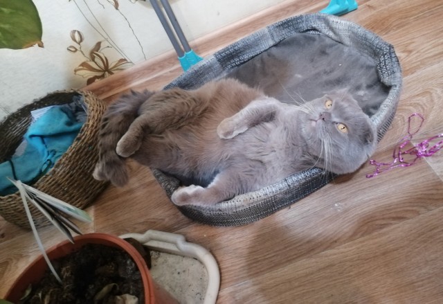 Первый котовторник 2022